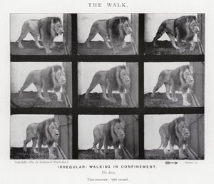 Eadweard Muybridge: La camminata