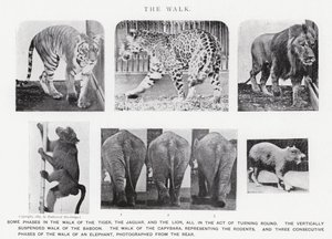 Eadweard Muybridge: La camminata
