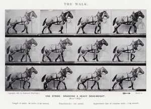 Eadweard Muybridge: La camminata da Eadweard Muybridge