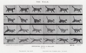 Eadweard Muybridge: La camminata da Eadweard Muybridge