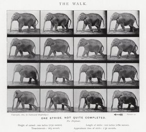 Eadweard Muybridge: La camminata