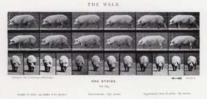 Eadweard Muybridge: La camminata da Eadweard Muybridge