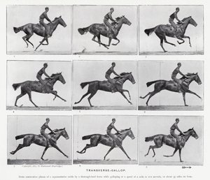 Eadweard Muybridge: Galoppo trasversale da Eadweard Muybridge