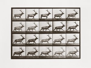 Alce, Tavola 692 da Animal Locomotion, 1887