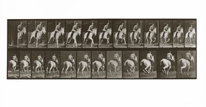 Cavallo al galoppo con cavaliere, Tavola 635 da Animal Locomotion da Eadweard Muybridge