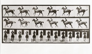 Cavallo e cavaliere, Tavola 621 da Animal Locomotion da Eadweard Muybridge