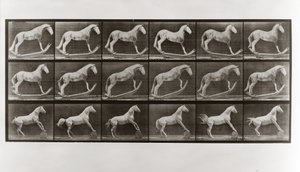 Cavallo su dondoli e cavallo che rotola un barile, Tavola 649 da Animal Locomotion da Eadweard Muybridge