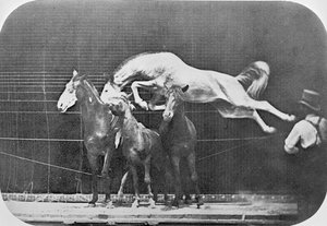Salto sopra tre cavalli... cavallo castano Hornet, da 