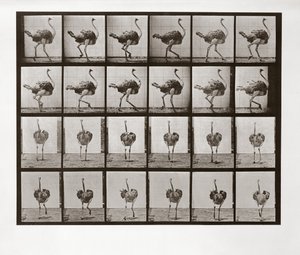 Struzzo che corre, Tavola 772 da Animal Locomotion, 1887 da Eadweard Muybridge