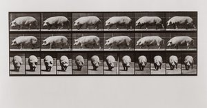 Maiale che cammina, Tavola 673 da Animal Locomotion