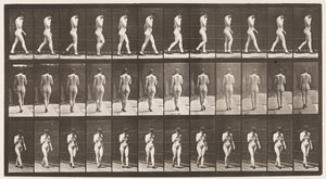Camminare, mano destra al mento, con scarpe col tacco (tavola 23) da Eadweard Muybridge