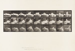 Piastra 265. Alzandosi dal letto e preparandosi a inginocchiarsi da Eadweard Muybridge