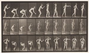 Tavola 304. Raccogliere una palla e lanciarla da Eadweard Muybridge