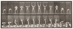 Tavola 323. Sollevamento e abbassamento di due manubri da 50 libbre da Eadweard Muybridge
