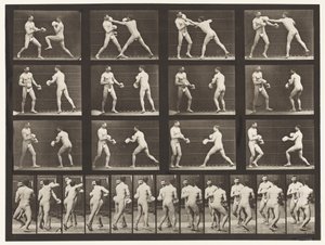 Boxe; Con Guanti da Eadweard Muybridge