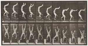 Acrobata, scendere le scale sulle mani (tavola 368) da Eadweard Muybridge