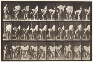 Tavola 508. Ferrare un cavallo da Eadweard Muybridge