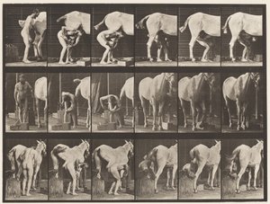 Tavola 509. Ferratura di un cavallo da Eadweard Muybridge