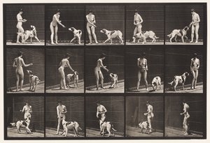 Piastra 514. Nutrire un cane