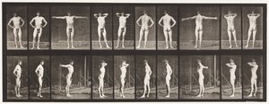 Tavola 529. Varie pose da Eadweard Muybridge