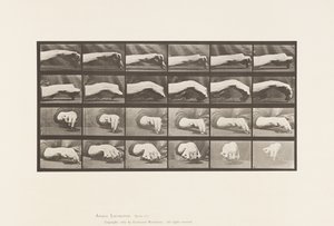 Movimento della Mano; Disegnare un Cerchio, 1885 da Eadweard Muybridge