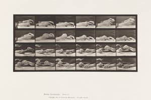 Tavola 536. Movimento della Mano; Mani che Cambiano Matita da Eadweard Muybridge