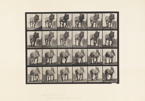 Tavola 564. Traino; Catena del Tronco Rotta; Cavallo Belga Grigio Scuro Dusel da Eadweard Muybridge