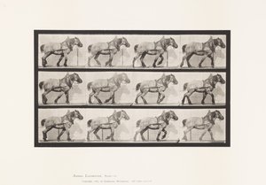 Tavola 565. Traino; Cavallo Belga Grigio Scuro Dusel