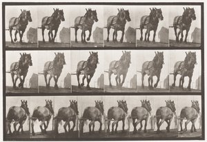 Tavola 566. Trainare; cavallo belga grigio scuro Dusel, 1885