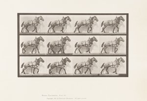 Trainare; Cavallo Belga Grigio Scuro Billy, 1885