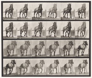 Tavola 568. Traino; Cavallo Belga Grigio Scuro Billy