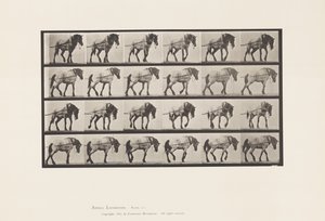 Trainare; Cavallo Belga Grigio Scuro Hansel, 1885