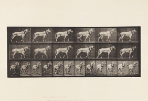 Trainare; Giumenta Grigio Chiaro Johnson, 1885 da Eadweard Muybridge