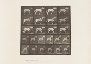 Trainare; Testa Tirata; Giumenta Grigio Chiaro, 1885 da Eadweard Muybridge