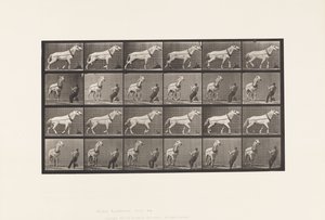 Tirare; Uomo che tira per la testa; Cavalla grigia chiara da Eadweard Muybridge