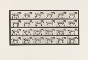 Tavola 574. Camminare; Libero; Cavallo belga grigio scuro Hansel