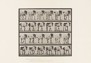 Camminare; Libero; Cavallo Belga Grigio Scuro Hansel, 1885 da Eadweard Muybridge
