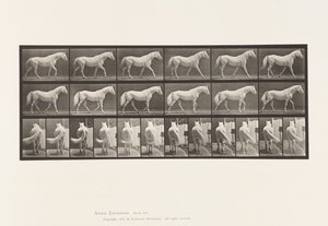 Passeggiata; Libero; Cavallo grigio chiaro Eagle da Eadweard Muybridge