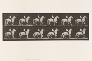 Camminare; Sella; Irregolare; Cavallo Bianco Clinton, 1885 da Eadweard Muybridge