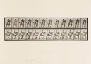 Tavola 578. Camminata; Senza Sella; Cavallo Belga Grigio Scuro Dusel da Eadweard Muybridge