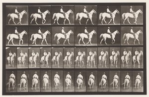 Camminare; Sella; Cavallo Bianco Elberon, 1885 da Eadweard Muybridge