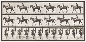 Tavola 580. Camminare; sella; purosangue baio Annie G., 1885 da Eadweard Muybridge
