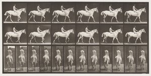 Camminare; Cavallo grigio chiaro senza sella; Cavaliere nudo da Eadweard Muybridge