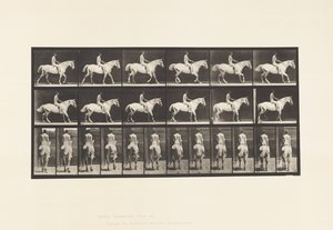 Tavola 582. Camminata; Sella; Cavaliere, 43, Nudo; Cavallo Grigio Chiaro Smith da Eadweard Muybridge