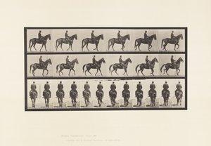 Camminare; Sella; Irregolare; Cavalla marrone Beauty da Eadweard Muybridge