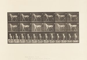 Camminare; Sulky; Cavalla grigia chiara, Katydid da Eadweard Muybridge