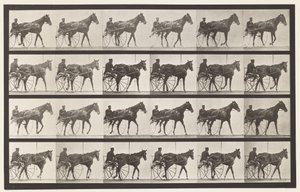 Camminare; Sulky; Giumenta Sorrel Nellie Rose, 1885 da Eadweard Muybridge