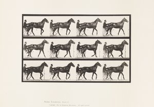 Camminare; Sulky; Cavallo Baio Reuben, 1885 da Eadweard Muybridge