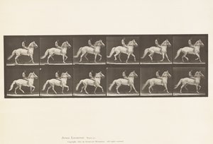 Tavola 590. Ambling da Eadweard Muybridge