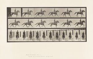 Tavola 592. Andatura Oscillante; Sella; Cavallo Bruno Pronto da Eadweard Muybridge